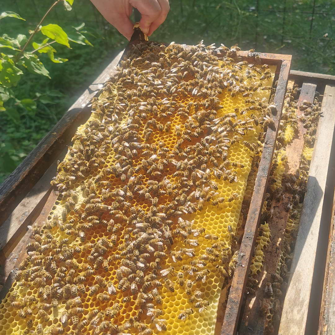 Bienen.jpg