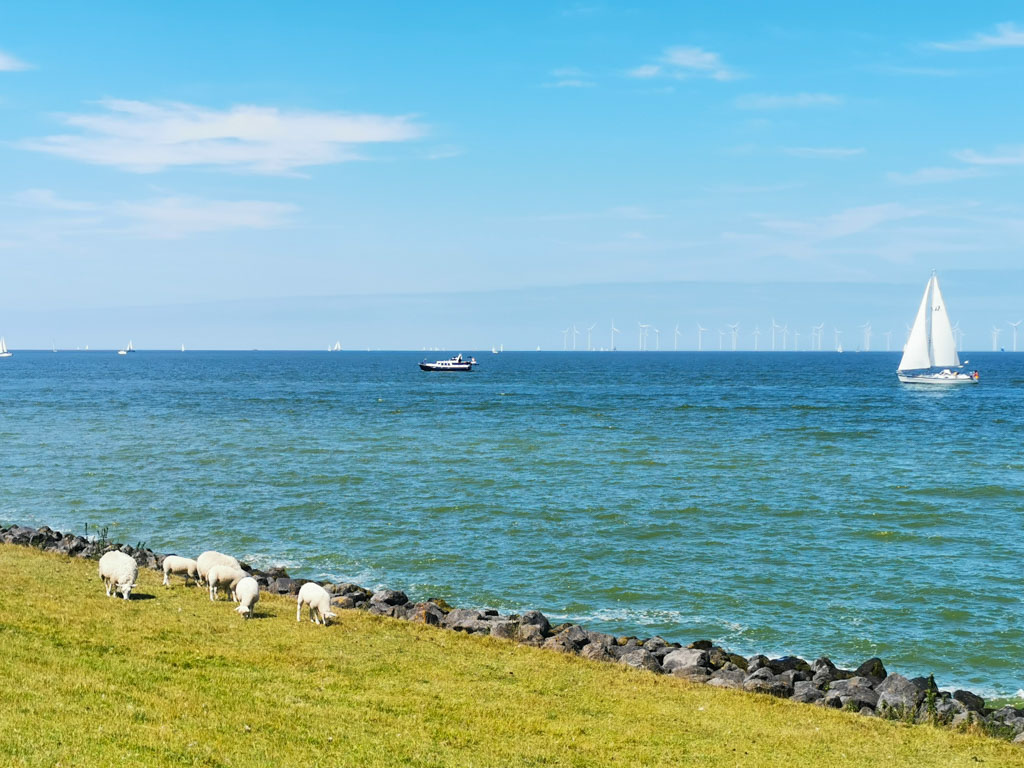 Und überall grasen Schafe auf dem Damm vor dem Ijsselmeer. © Günter Nebl